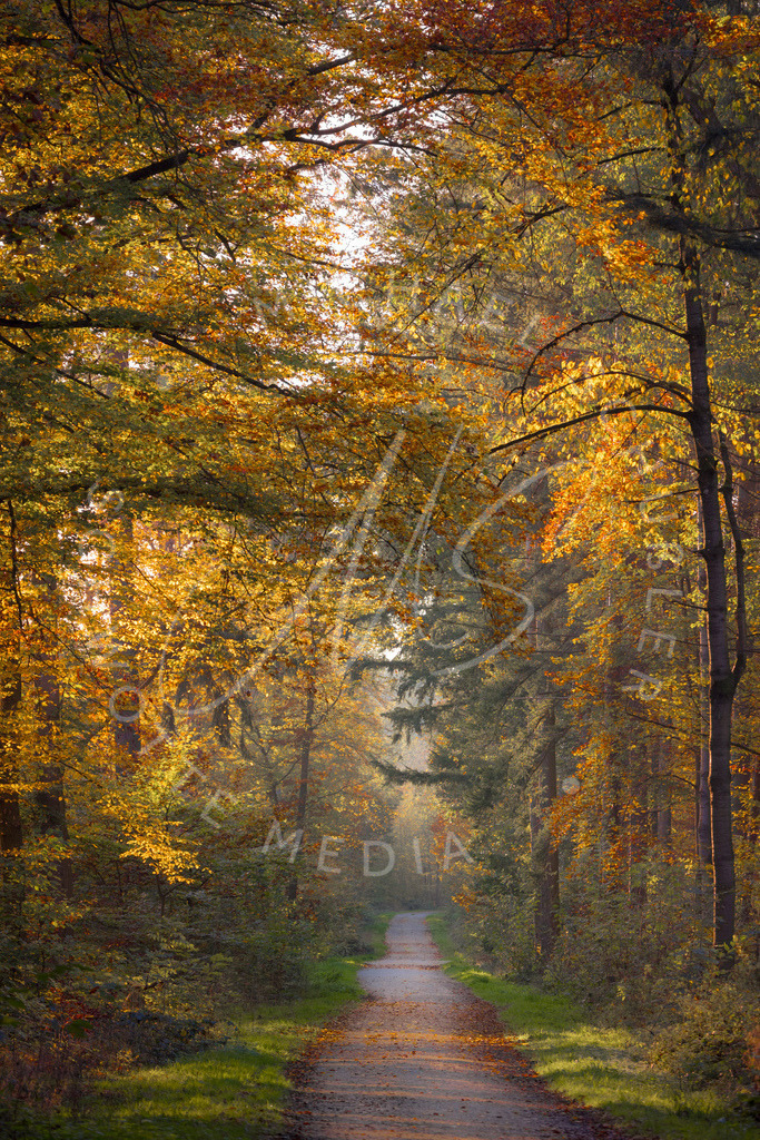 2024-11-01 Herbst Hemmingen Zeilwald 003 | Schwotte Media - Realisiert mit Pictrs.com