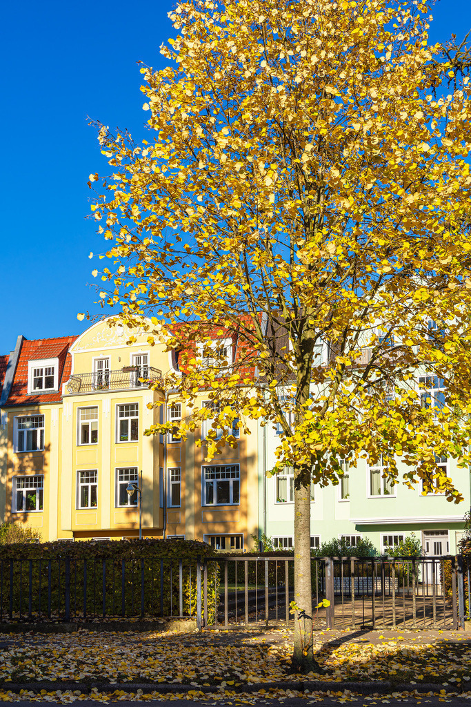 Straße und Baum in der Hansestadt Rostock im Herbst | Straße und Baum in der Hansestadt Rostock im Herbst.