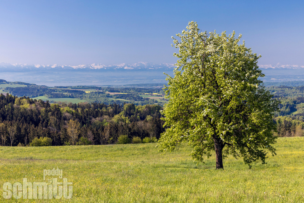 Blühender Baum vor Bergkulisse beim Höchsten am Bodensee | Ein prächtig blühender Baum setzt einen farbenfrohen Akzent vor der beeindruckenden Bergkulisse beim Höchsten am Bodensee. Die zarten Blüten, das frische Grün und der weite Blick auf die Berge verbinden sich zu einer stimmungsvollen Frühlingslandschaft. - Realisiert mit Pictrs.com