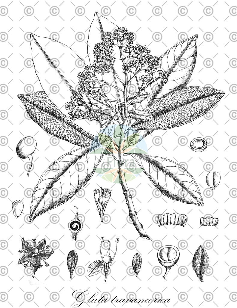 HistAbb_wfo-0000187290_1_ENZY_Simple | Historische Abbildung von Gluta travancorica - Anacardiaceae | Historical Illustration of Gluta travancorica - Anacardiaceae