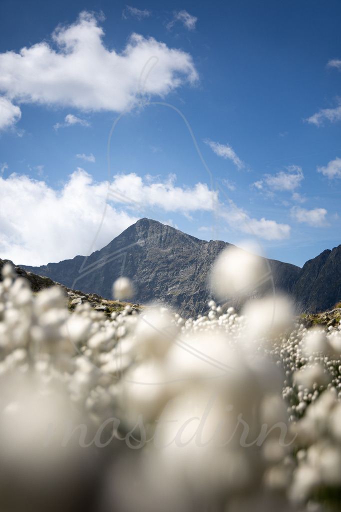 Wollgras | Ihre Fotografin im Lungau, ihre Fotografin im Mostviertel, Wandbilder Onlineshop, Imagefotos für Ihr Unternehmen,  - Realisiert mit Pictrs.com