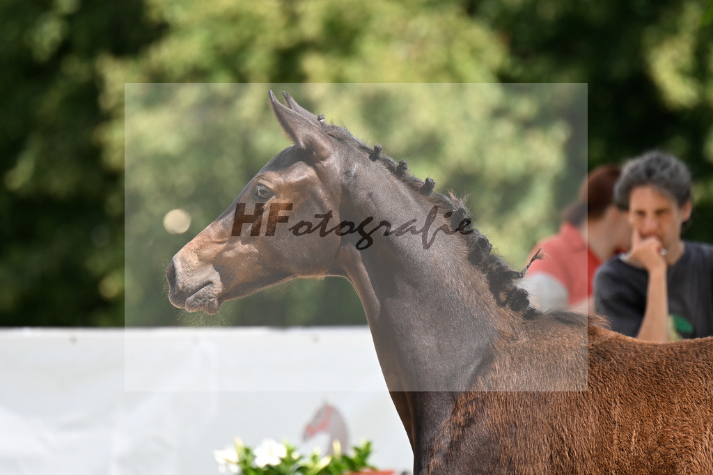 Kat-Nr. 30 Va Bene x Buddenbrock_SF_Kammerloher_29250947 | hf-fotografie - Realizzato con Pictrs.com