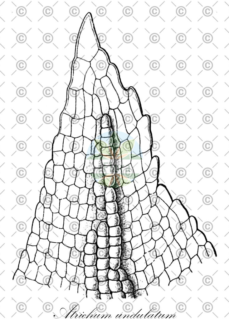HistAbb_wfo-0001192448_4_ENZY_Simple | Historische Abbildung von Atrichum undulatum - Polytrichaceae | Historical Illustration of Atrichum undulatum - Polytrichaceae