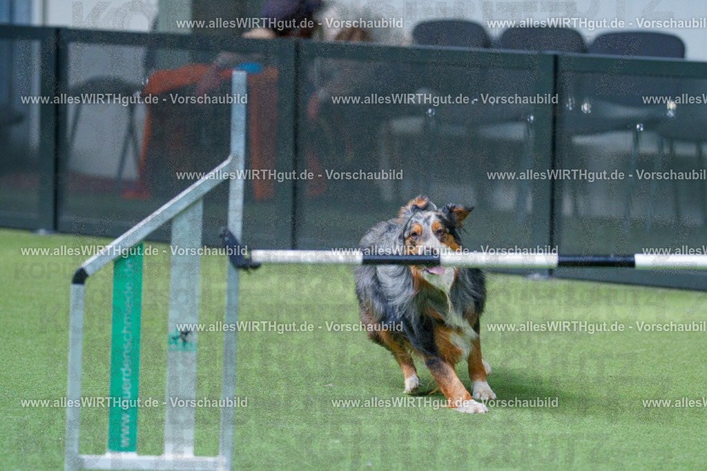 @allesWIRTHgut_Tierfotografie - www.allesWIRTHgut.de - 2604251516-7R505687 | Professionelle Tierfotografie in Mönchengladbach von Daniel Wirth (allesWIRTHgut). Liebevolle & natürliche Bilder von Hunden & Katzen für unvergessliche Erinnerungen.