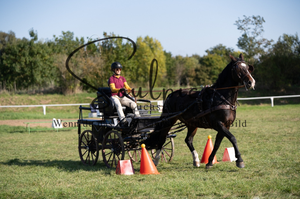 A7V04553 | Pferdefotograf