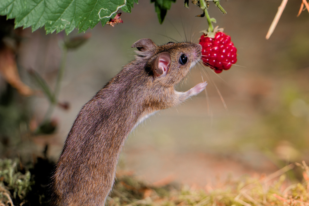 Maus nascht Himbeere  Naturfotografie im Detail | Eine kleine Waldmaus greift neugierig nach einer reifen roten Himbeere. Die Nahaufnahme zeigt das Tier in natürlicher Umgebung, umgeben von grünen Blättern und weichem Waldboden. Dieses detailreiche Tierfoto fängt den Moment perfekt ein und symbolisiert Natur, Wildtiere und die Schönheit des Waldes. Ideal für Blogs, Naturfotografen und Websites mit Fokus auf Tierwelt, Umwelt oder Nachhaltigkeit.