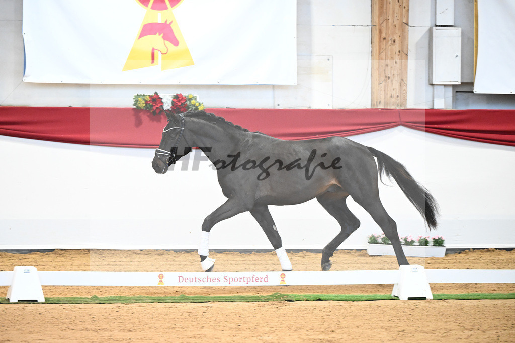 Kat-Nr. 37 Jovian x Lord Sinclair I_Meyer_43231962 | hf-fotografie - Realisiert mit Pictrs.com