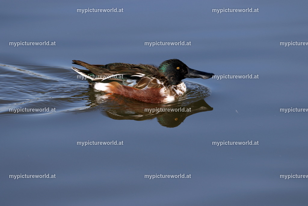 Löffelente-039 | Das Bilderarchiv über Tiere, Planzen und Landschaften. In der Bilddatenbank finden Sie ein große Auswahl an hochwertigen Bilder für Ihre Werbung - Realisiert mit Pictrs.com