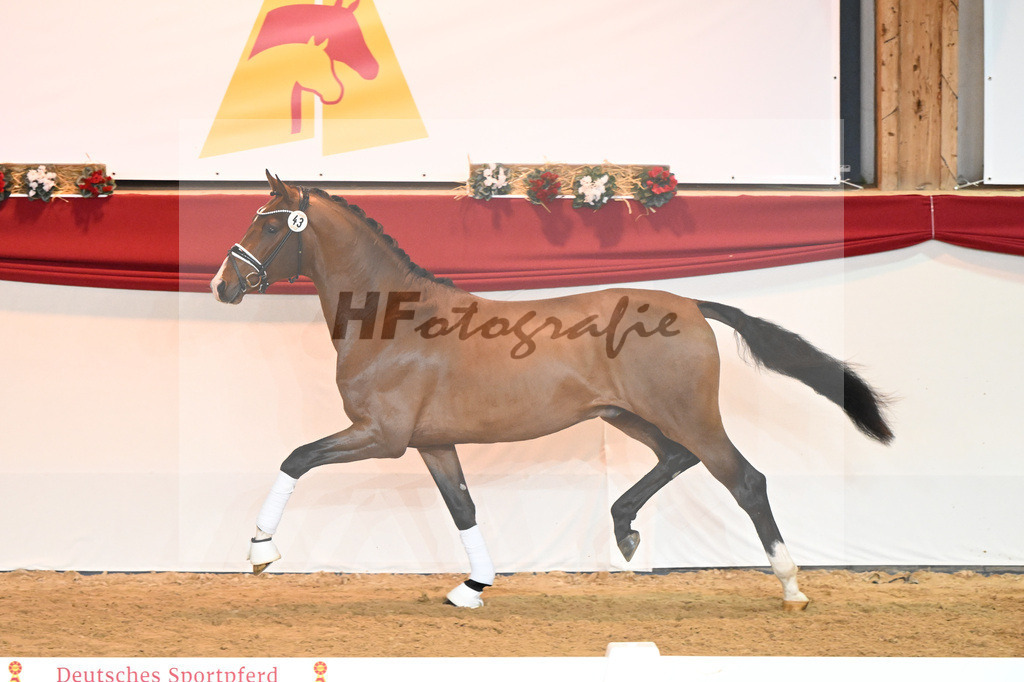 Kat-Nr. 43 Don Schufro_Raumanns_1230237 | hf-fotografie - Realisiert mit Pictrs.com