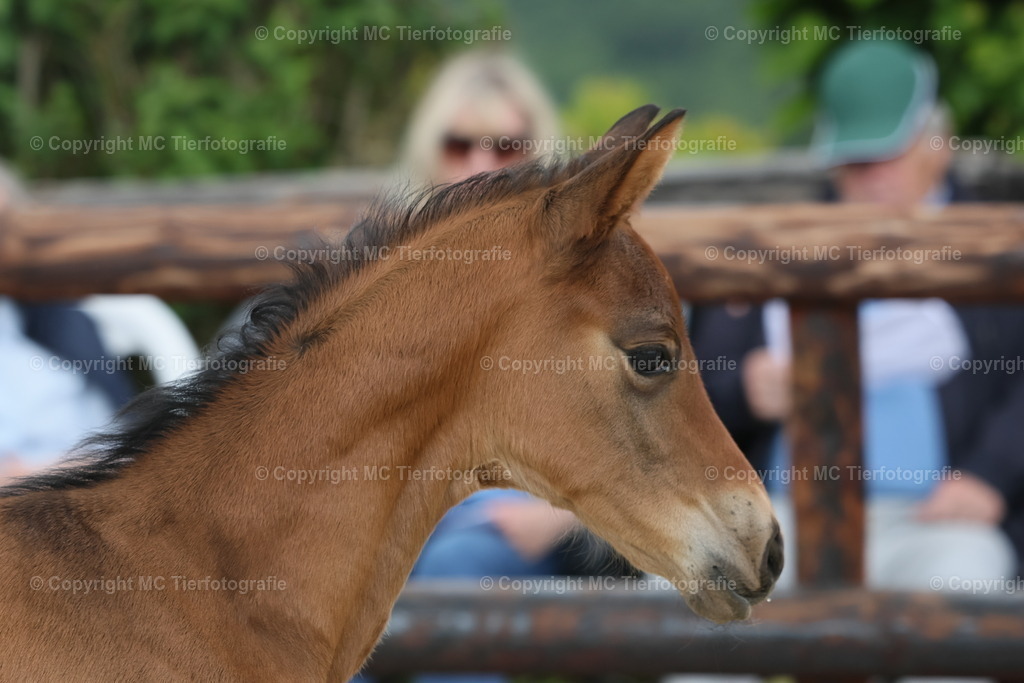 TrakFohlenschHennef17052025MC3H5A6807B | Pferdefotos online bestellen - Realisiert mit Pictrs.com
