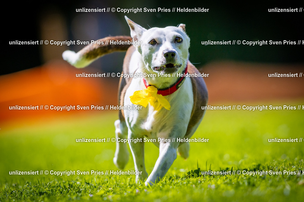 Sven Pries | 2025-08-10 - Hunderennen Durlach - Realisiert mit Pictrs.com