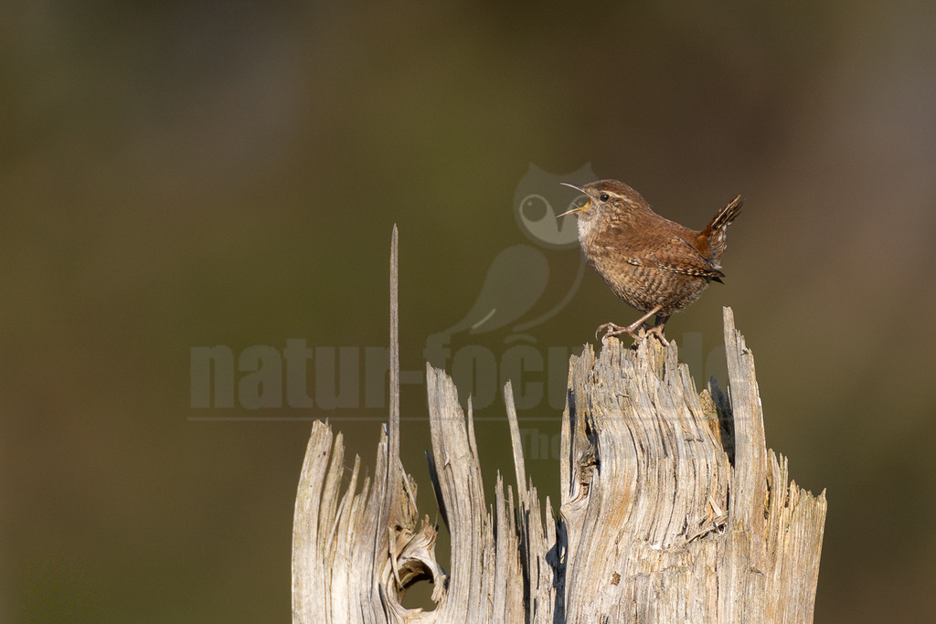 R5M28972_20260322 | Ein Zaunkönig (Troglodytes troglodytes) sitzt auf einem verwitterten, hellbraunen Baumstumpf und singt mit weit geöffnetem Schnabel. Der Vogel ist braun gefiedert mit dunkleren Streifen und einem kurzen, aufgerichteten Schwanz. Der Hintergrund ist unscharf und in einem dunklen Olivgrün gehalten. - Realisiert mit Pictrs.com
