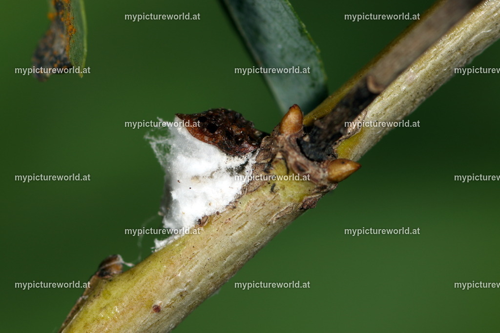 Pulvinaria vitis-001 | Das Bilderarchiv über Tiere, Planzen und Landschaften. In der Bilddatenbank finden Sie ein große Auswahl an hochwertigen Bilder für Ihre Werbung - Realisiert mit Pictrs.com