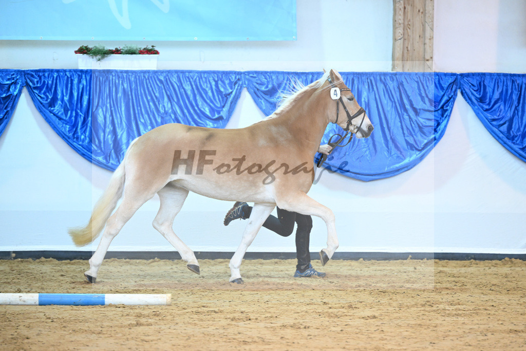 Kat-Nr. 4 Silandra v. Nimbus Ole_Blick_60221067 | hf-fotografie - Realisiert mit Pictrs.com
