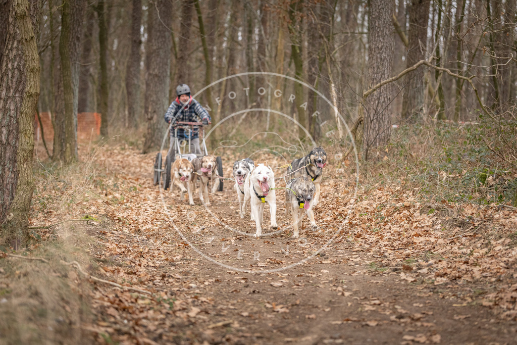 Pfotenfotografie_DV3A6507 | Hundefotografie, Tierfotograf, Pfotenfotografie, Fotoshooting Hund, Hunde Portrait, Hundesport, Hundeportraits, Heideshooting, Hunde, Sportfotograf, Hundefotograf, Turnierhundsport, THS,  - Realisiert mit Pictrs.com