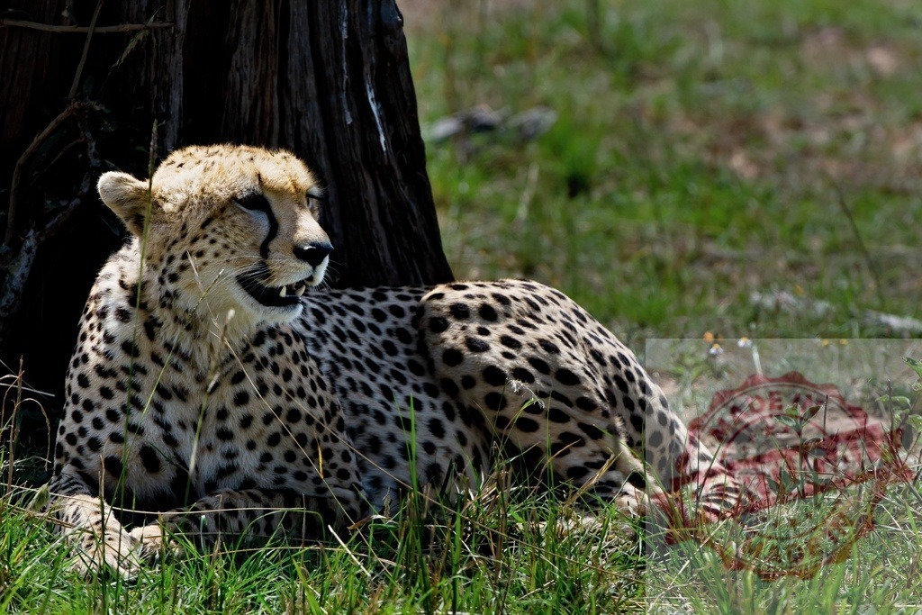 Cheetah resting under tree in African savannah | Cheetah relaxing on grassy ground next to a tree trunk, looking sideways - Realisiert mit Pictrs.com