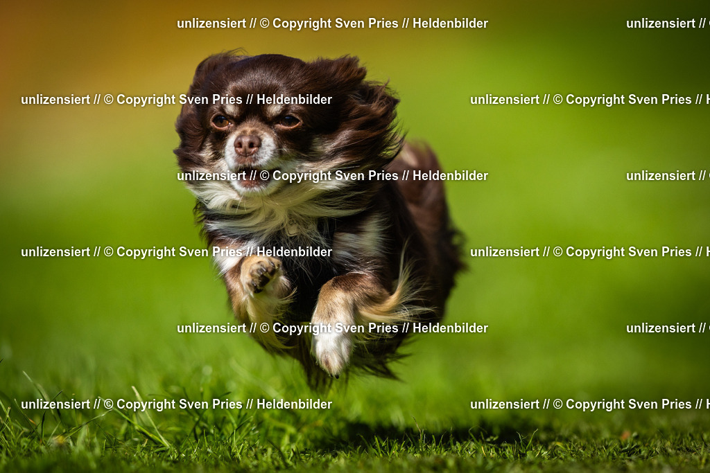 Sven Pries | 2025-04-13 - Hunderennen Baden-Baden - Realisiert mit Pictrs.com