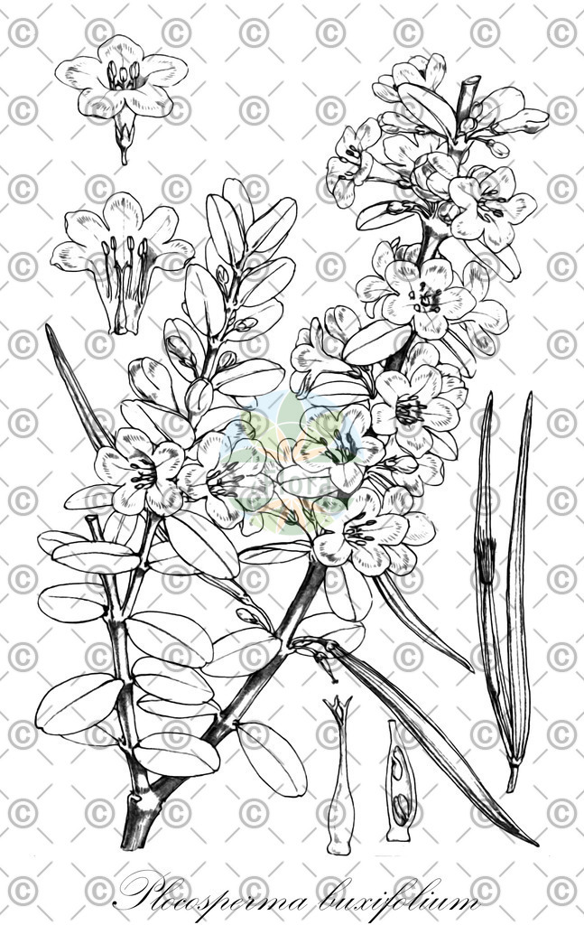 HistAbb_wfo-0000077706_1_ENZY_Simple | Historische Abbildung von Plocosperma buxifolium - Plocospermataceae | Historical Illustration of Plocosperma buxifolium - Plocospermataceae
