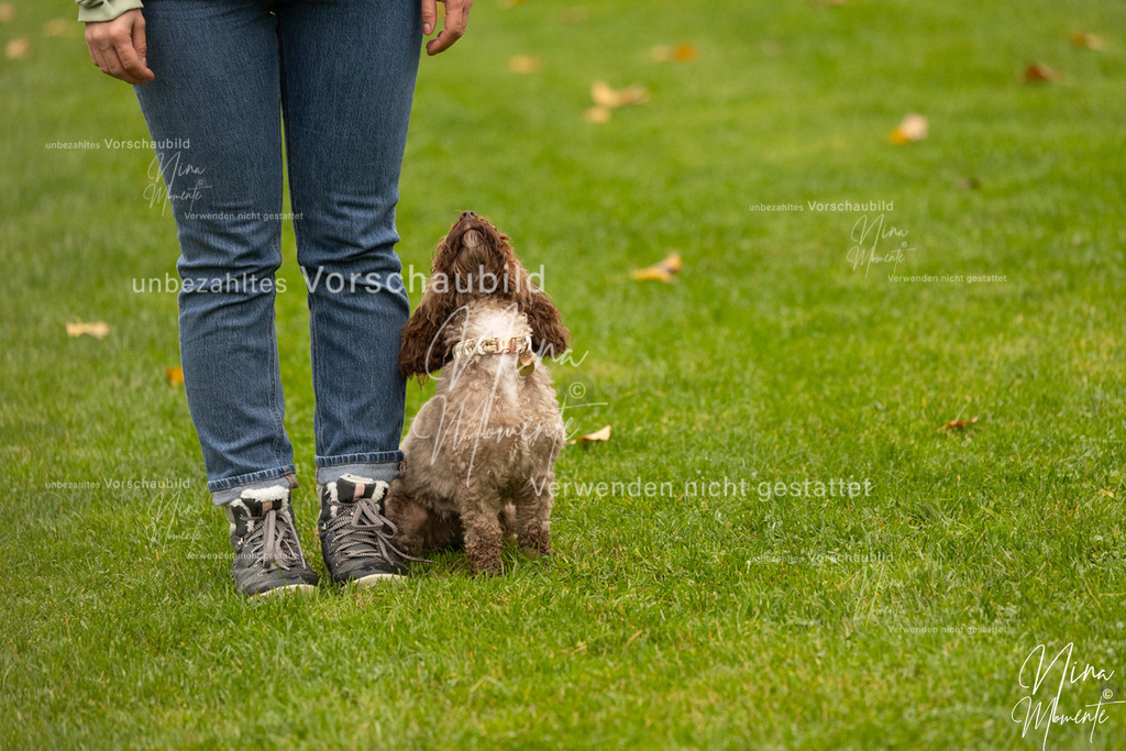 _16A0558 | Einzigartige Fotos von Hunden & Menschen –Actionfotos, Portraits, Vereinsaufnahmen & Paarshootings – authentisch, lebendig & mit Herz.