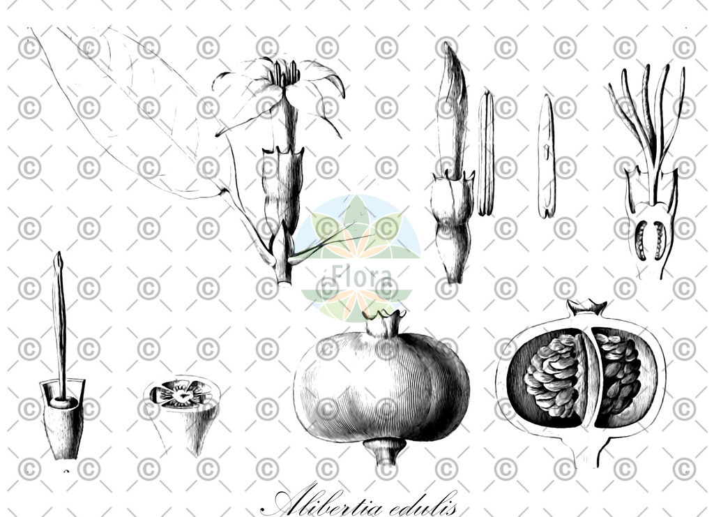 HistAbb_wfo-0000941730_2_ENZY_Simple | Historische Abbildung von Alibertia edulis - Rubiaceae | Historical Illustration of Alibertia edulis - Rubiaceae