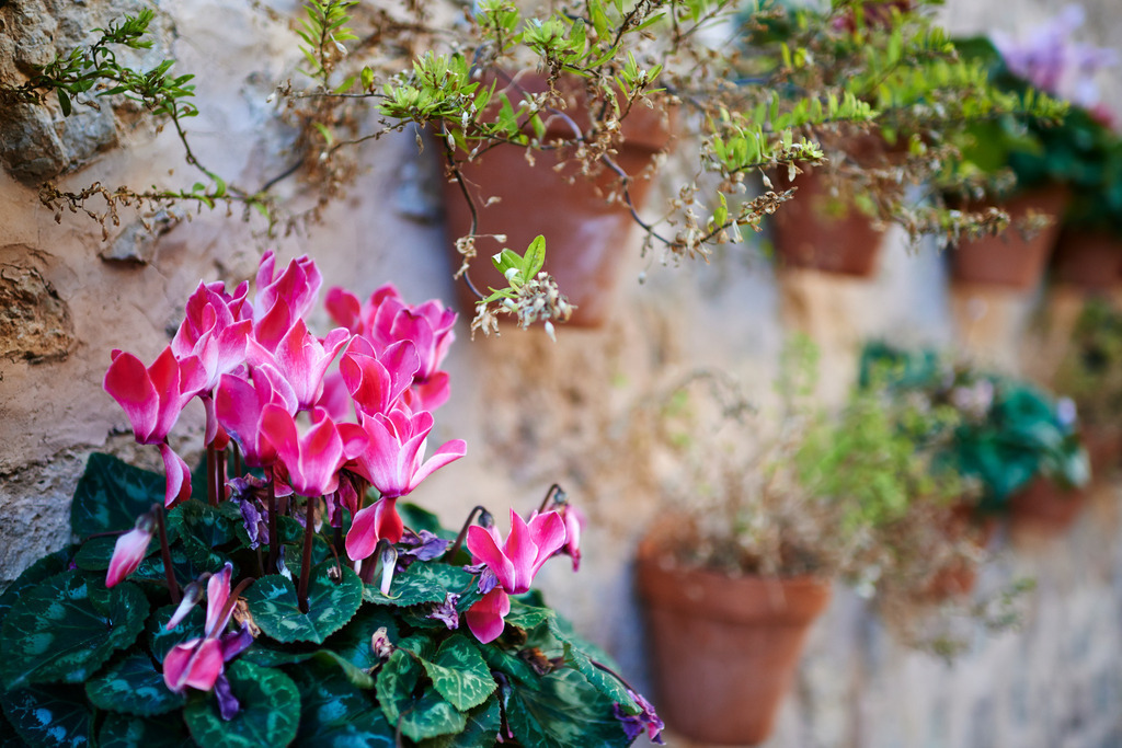 Blumenschmuck an der Wand | Valldemossa, Spanien - January 01, 2014: Blumenschmuck an der Wand. - Realisiert mit Pictrs.com