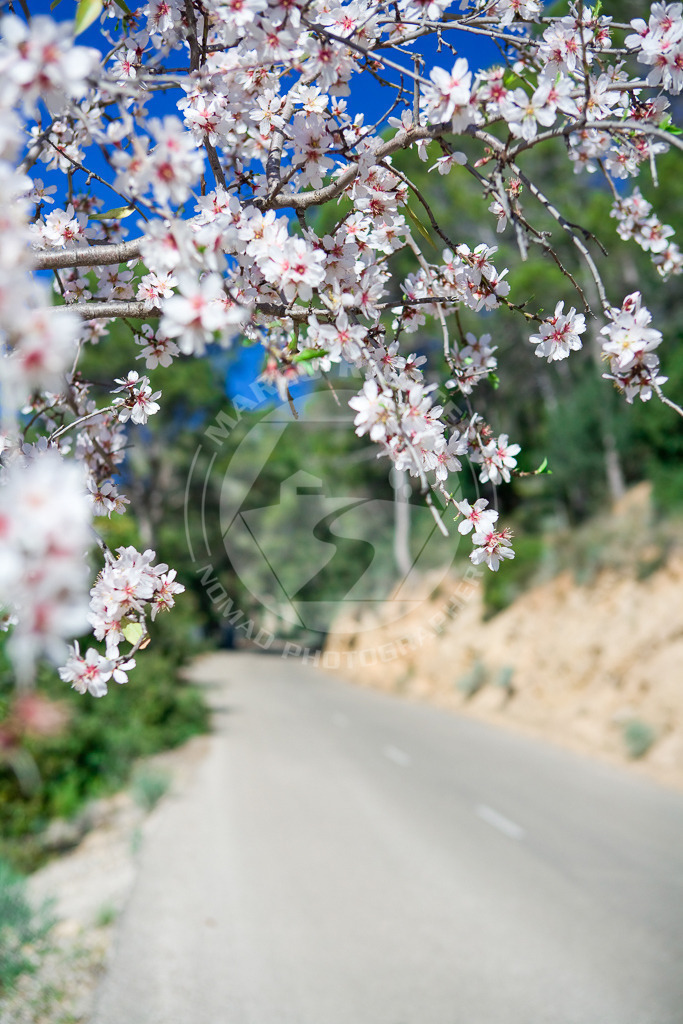 Mandelblüte | ***Beim Herunterladen der Bilddateien gelten die Lizenzbestimmungen wie auf unserer Produktseite beschrieben: *** Nennung der Bildquelle: Foto Marco Richter.***1Einzellizenz. Ausschließlich digitale Nutzung.*** Sollten Sie ein Foto für den Druck oder Mehrfachlizenzen benötigen, kontaktieren Sie uns bitte für eine Erweiterte Lizenz per Mail oder Kontaktformular.***