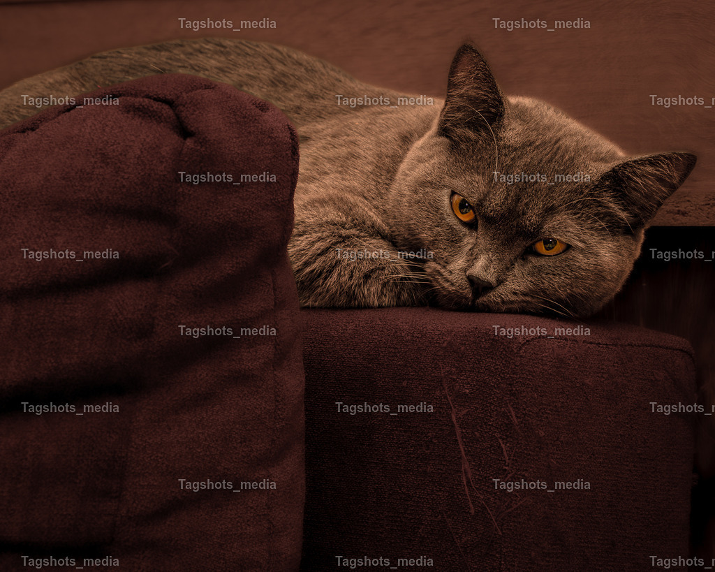 A7303640(1) | tagshotsmedia - Realisiert mit Pictrs.com