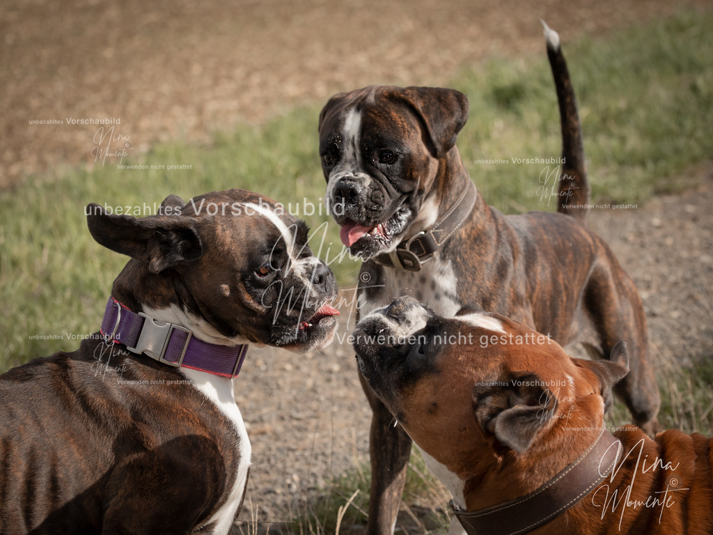 _16A8905-1 | Einzigartige Fotos von Hunden & Menschen –Actionfotos, Portraits, Vereinsaufnahmen & Paarshootings – authentisch, lebendig & mit Herz.