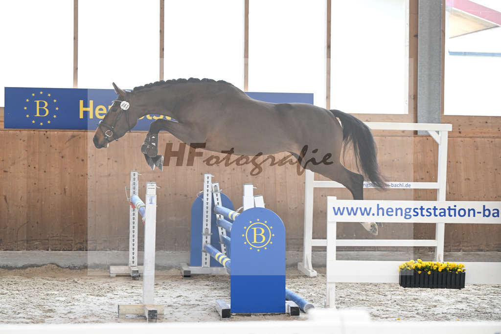 Kat-Nr. 63 Kelly du Tillard v. Aganix Du Seigneur_Keitel_14260372 | hf-fotografie - Realisiert mit Pictrs.com