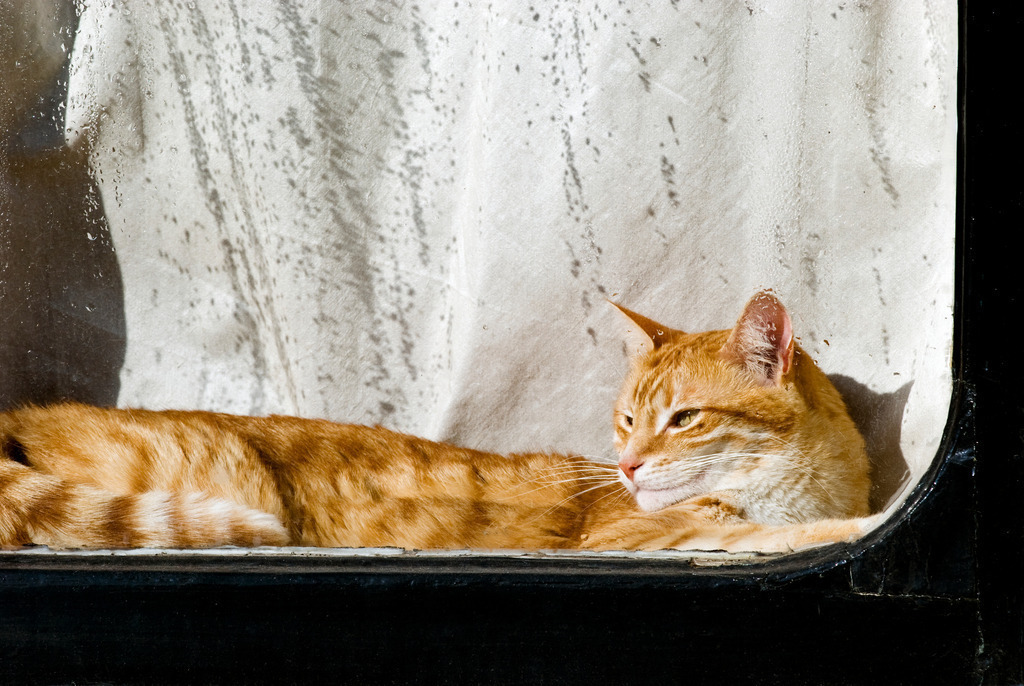 rote Katze im Schaufenster | Amsterdam, Niederlande - October 29, 2008: rote Katze im Schaufenster. - Realisiert mit Pictrs.com