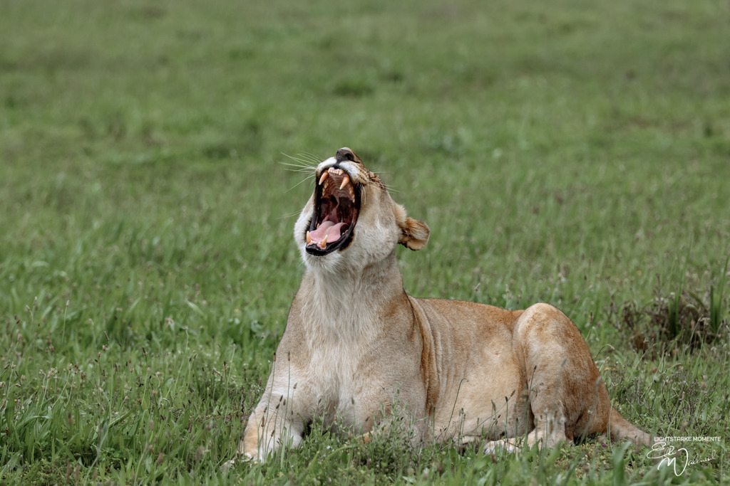 20231010-162531 SOUTHAFRIKA_-1 | Herzlich willkommen auf meiner Seite! Ich bin Elke Wallnisch, Deine Fotografin für lichtstarke Momente. Der Name steht für alles, was mich mit der Fotografie verbindet: Das Licht und seine machtvolle Wirkung auf eine Situation oder unsere Stimmung - Realisiert mit Pictrs.com