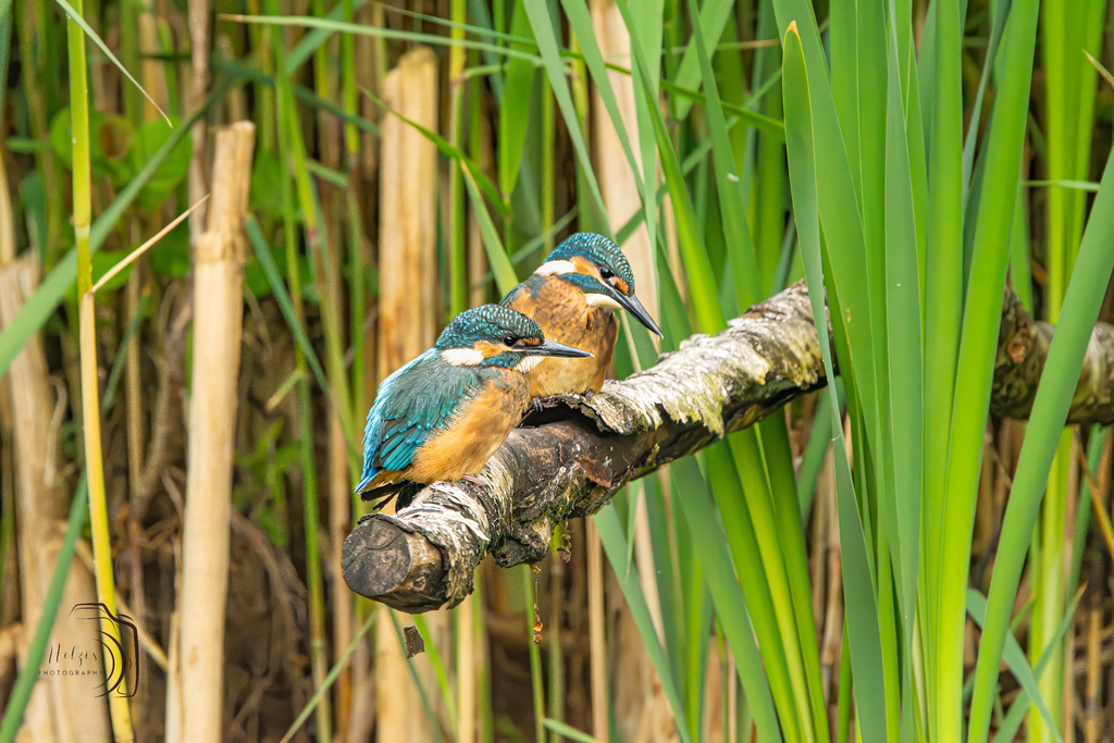 Eisvogel-8491-Verbessert-RR-Bearbeitet | Holzisphotography, Landschaftsfotografie, Wildlifefotogorafie - Realisiert mit Pictrs.com