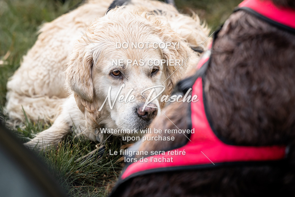 nelerasche_SaAbends_527 | nelerasche