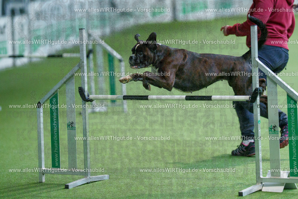 @allesWIRTHgut_Tierfotografie - www.allesWIRTHgut.de - 2604251058-7R500750 | Professionelle Tierfotografie in Mönchengladbach von Daniel Wirth (allesWIRTHgut). Liebevolle & natürliche Bilder von Hunden & Katzen für unvergessliche Erinnerungen.