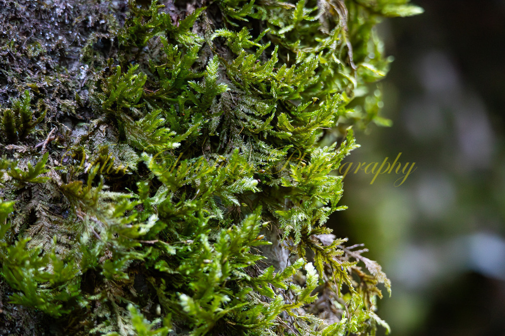 P 65 | Christian Vulin  - Realisiert mit Pictrs.com