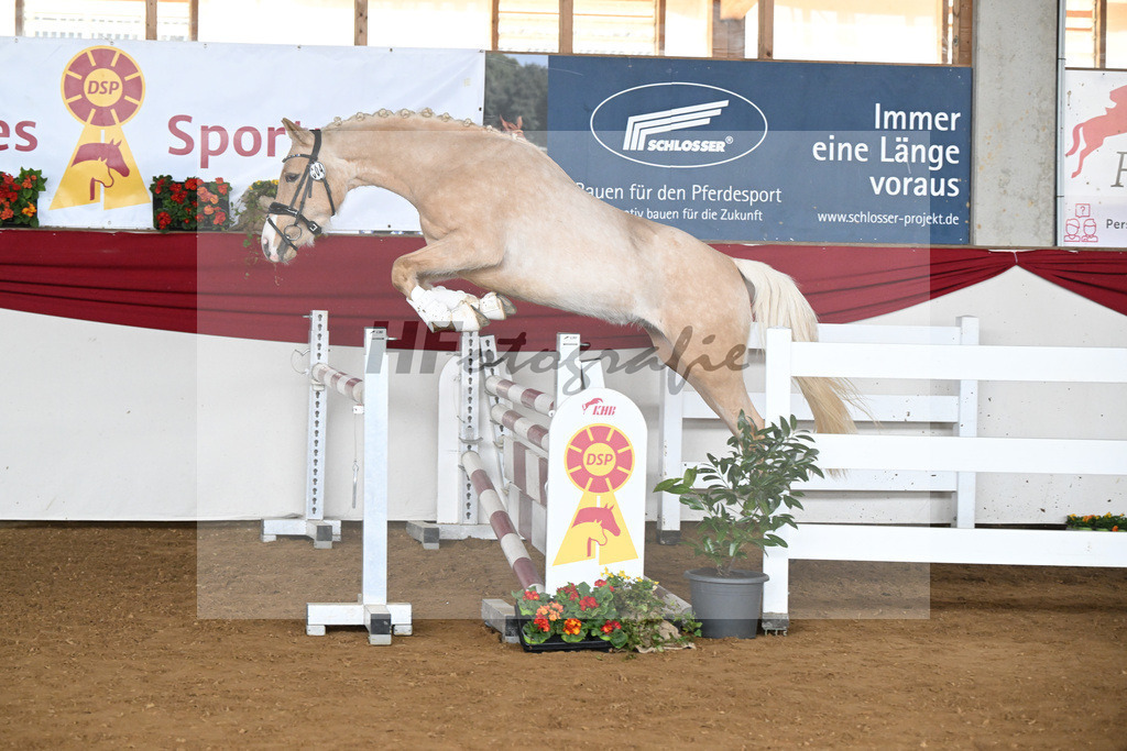 Kat-Nr. 4 Golden Jackpot v. Global Champion WE_Dirlan_16250492 | hf-fotografie - Realisiert mit Pictrs.com