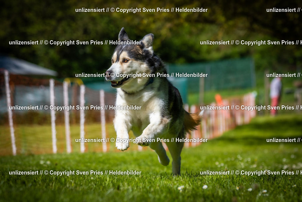 Hunderennen_April_2026_800 | 2026-04-26 - Hunderennen Baden-Oos April 2026 - Realisiert mit Pictrs.com