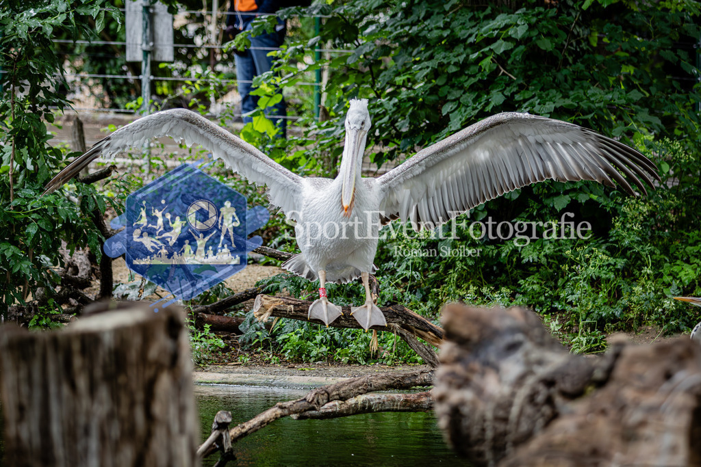 IMG_5890 | SportEventFotografie - Roman Stoiber