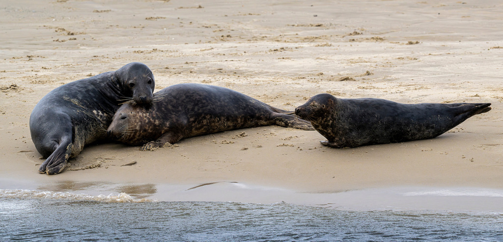 Drei Kegelrobben am Spülsaum einer Sandbank vor Texel: Körperkontakt im Wattenmeer | Drei dunkle Kegelrobben ruhen nebeneinander am feinsandigen Spülsaum einer Sandbank vor der Insel Texel. Zwei der Meeressäuger liegen eng beieinander und suchen den physischen Kontakt, während die dritte Robbe wachsam daneben verweilt. Im Hintergrund rastet eine Möwe auf dem weiten Sandstrand. Die Aufnahme dokumentiert das Sozialverhalten im Nationalpark Wattenmeer und eignet sich ideal für redaktionelle Berichte über Artenschutz, Tierwelt, Fauna und Nordseetourismus. - Realisiert mit Pictrs.com