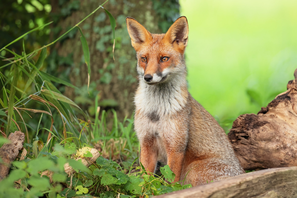 Wandbild: Wachsamer Fuchs im Wald | Das Bild zeigt einen aufmerksam sitzenden Rotfuchs (Vulpes vulpes) in seiner natürlichen Umgebung. Der Fuchs sitzt im Grünen, umgeben von Pflanzen und einem Baumstamm, und blickt aufmerksam in die Ferne. Sein dichtes, rotbraunes Fell und die weißen, flauschigen Brusthaare heben sich deutlich vom natürlichen Hintergrund ab. Die Szene strahlt eine ruhige, friedliche Atmosphäre aus, während der Fuchs einen wachsamen und neugierigen Ausdruck zeigt.