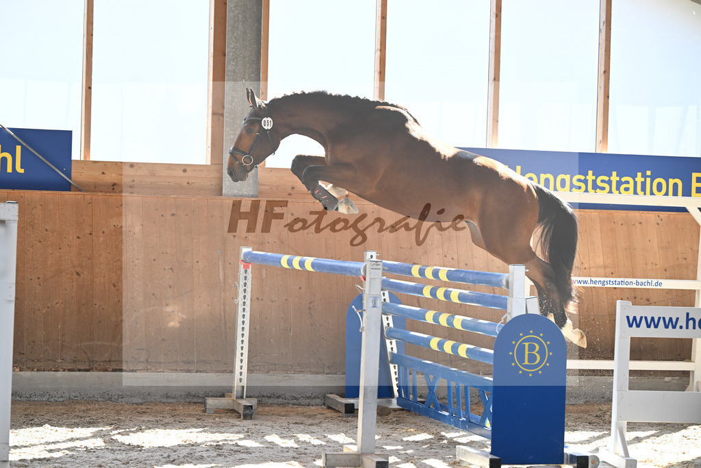 Kat-Nr. 51 Drago v. Denzel v h Meulenhof_Feichtner_14261657 | hf-fotografie - Realisiert mit Pictrs.com