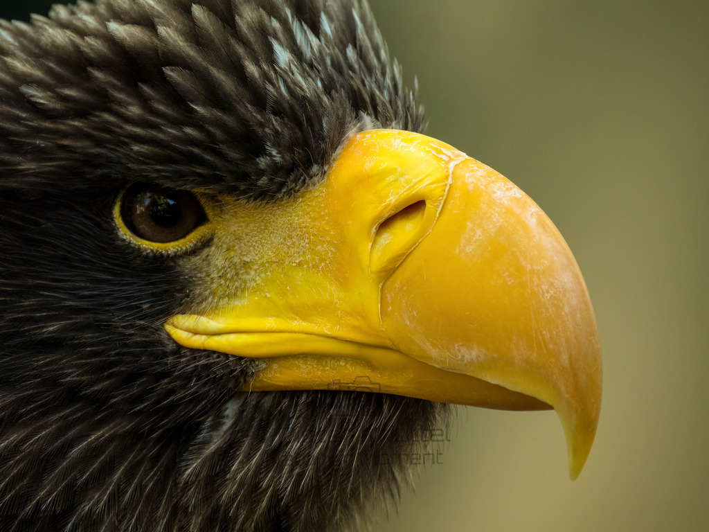 P1000204-Bearbeitet-2017-2-LR | Natur im Moment - Realisiert mit Pictrs.com