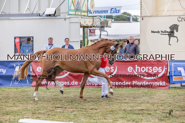 DR (1252 von 2698) | mandyhollmannphotographie