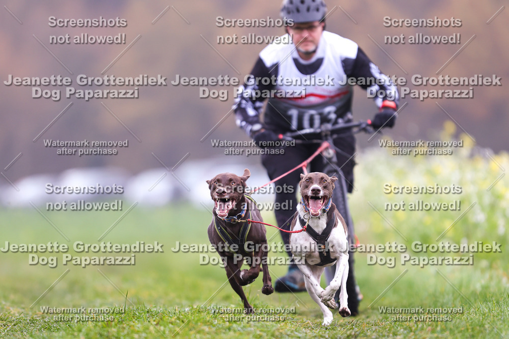 Dog Paparazzi - Visbeck 25 -89 | Dog Paparazzi Jeanette Grottendiek Fotografie & Videografie - Realisiert mit Pictrs.com