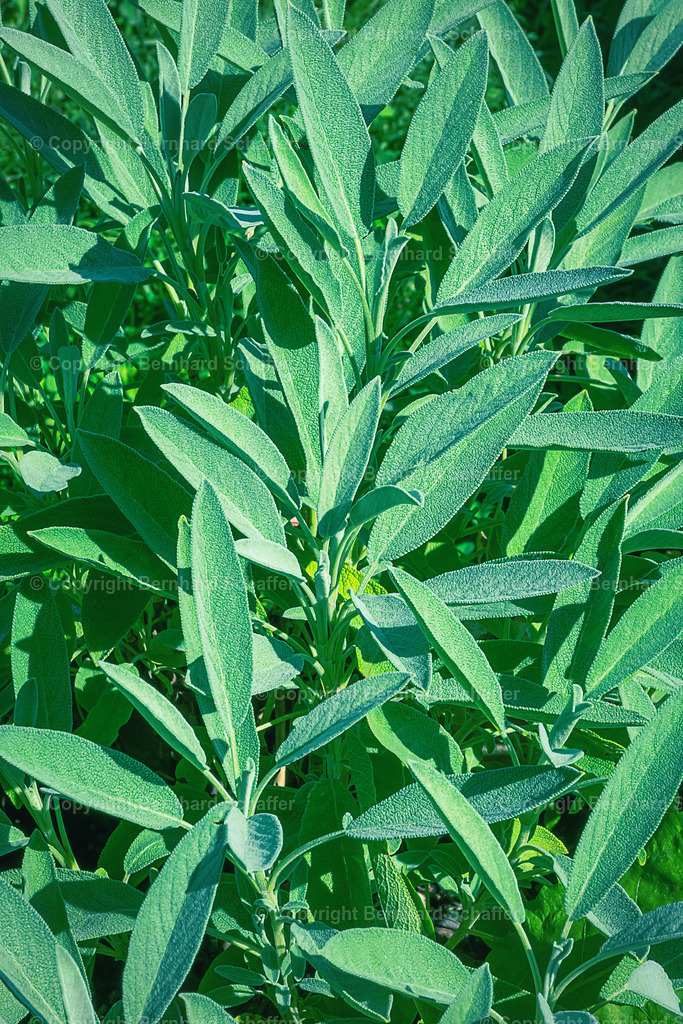 Blätter Salbeistrauch | Ein Salbeistrauch mit vielen frischen grünen Blättern. - Realisiert mit Pictrs.com