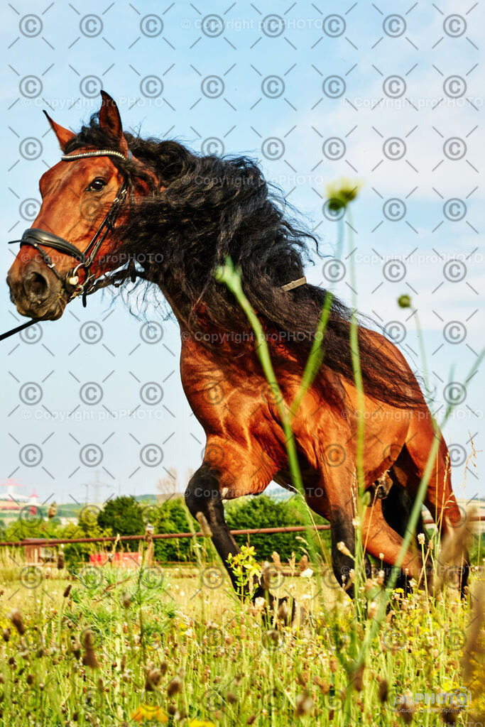 259_202406_Niki-Herodes_NZ9_0148 | proPHOTO - Realisiert mit Pictrs.com