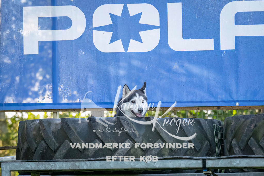 1015--3 | kk-dogfotos