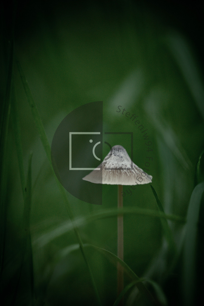 Einsamer Pilz im Gras Wandbild | Ich bin Fotograf und auf meiner Webseite hast du die Möglichkeit meine fotografie als Wandbilder druckfertig für dein Zuhause zu bestellten. - Realisiert mit Pictrs.com