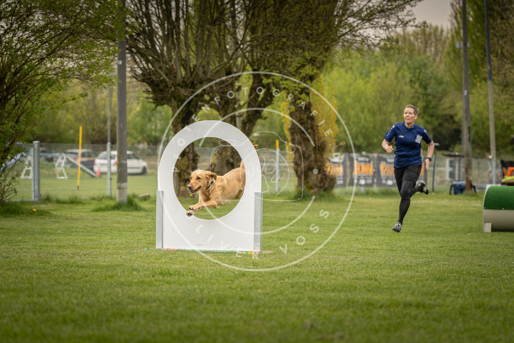 Pfotenfotografie_DV3A7054 | Hundefotografie, Tierfotograf, Pfotenfotografie, Fotoshooting Hund, Hunde Portrait, Hundesport, Hundeportraits, Heideshooting, Hunde, Sportfotograf, Hundefotograf, Turnierhundsport, THS,  - Realisiert mit Pictrs.com