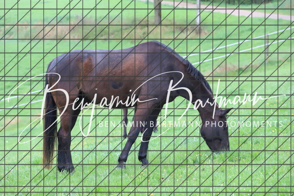 IMG_4300 | Benjamin Bartmann Photomoments